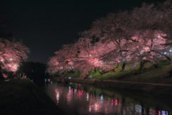 2018✿お花見デート情報～岡崎の桜まつり～