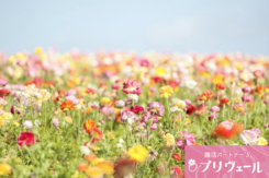 再婚希望者が春に出会いを増やすコツ