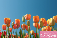 花粉症カップルでも楽しめる春のデートプラン