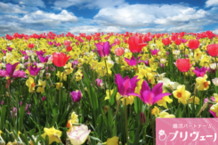 30代女性が春に真剣交際へ進みやすい理由とは