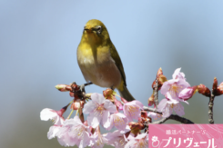 奥手男性が春の出会いを逃さない会話のコツ