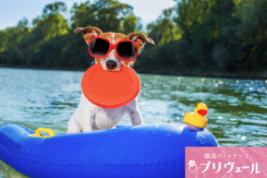 ペット好き男女が恋に発展しやすい理由