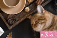 ペット好き男女が春に出会いやすい理由